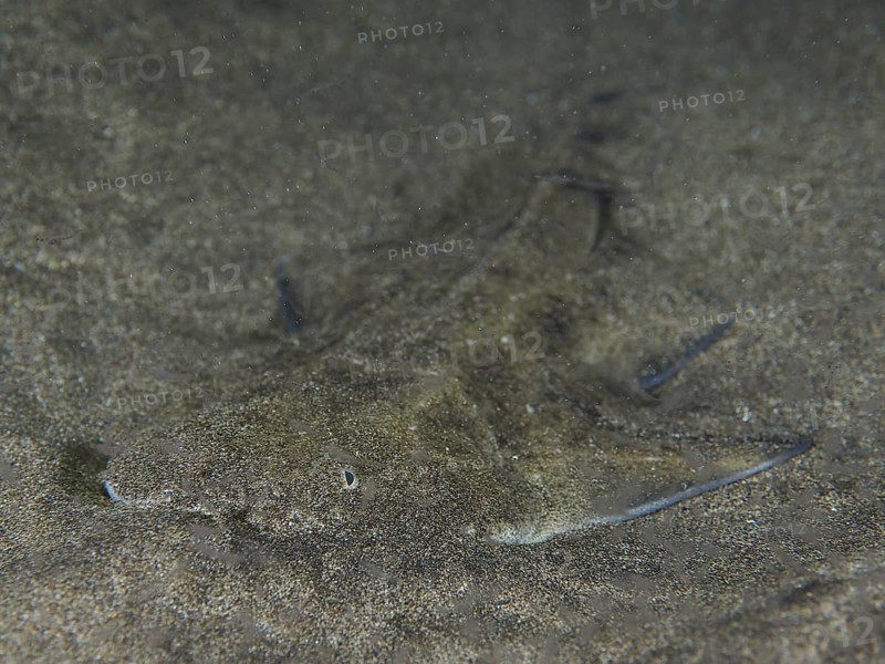 Angelshark juvenile (Squatina squatina)