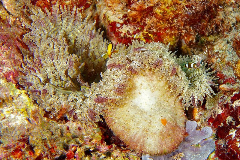 Clownfish in glass pearl anemone (Heteractis aurora), dive site Coral Garden, Menjangan, Bali, Indonesia