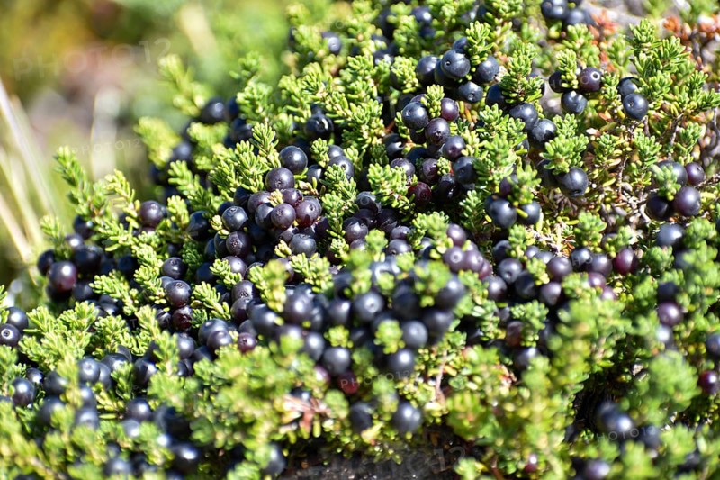 Crowberries (Empetrum rubrum nigrum) in Lanin National Park, Patagonia, Argentina