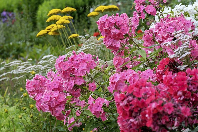 Perennial bed with flame flowers, North Rhine-Westphalia, Germany