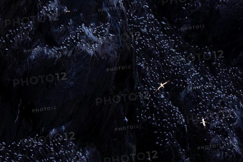 Northern gannet (Morus bassanus), flying birds above large breeding colony in a cliff face, Shetland Islands, Great Britain