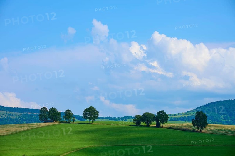 Wide green meadow with scattered trees under a blue sky with clouds, Wachtküppel, Gersfeld, Rhön, Hesse, Germany