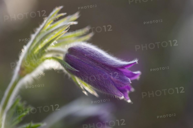 Common pasque flower (Pulsatilla vulgaris), Ranunculaceae, Rauer Stein, Irndorf, Upper Danube Nature Park, Baden-Württemberg, Germany