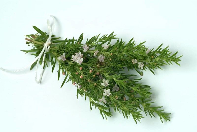 Summer savory (Satureja hortensis), also garden savory, true savory, pepperwort, family of the labiates, used since ancient times as a medicinal plant and spice plant