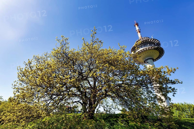 Single oak (Quercus), solitary oak and telecommunication tower on a mountain top, sunny spring weather, Köterberg, Lügde, Weserbergland, North Rhine-Westphalia, Germany
