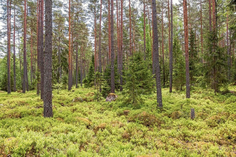Coniferous forest with spruce and pines trees and lush green blueberry bushes on the ground