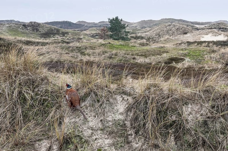 Dune landscape, Amrum, Schleswig-Holstein, Germany