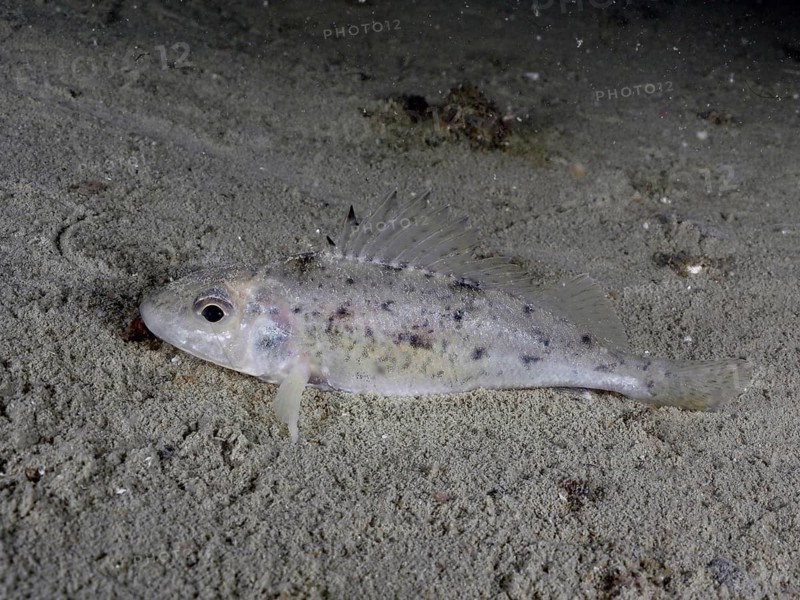 A pale ruffe (Gymnocephalus cernua) on a sandy bottom in a barren environment, dive site Schoggiwand, Lake Zurich, Kilchberg, Zurich, Switzerland