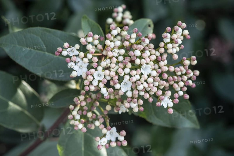 Evergreen snowball (Viburnum tinus), Rhineland-Palatinate, Germany