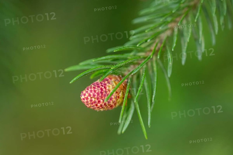 Close-up of a Norway spruce (Picea abies) shoots (blossom) in a forest in spring, Bavaria, Germany