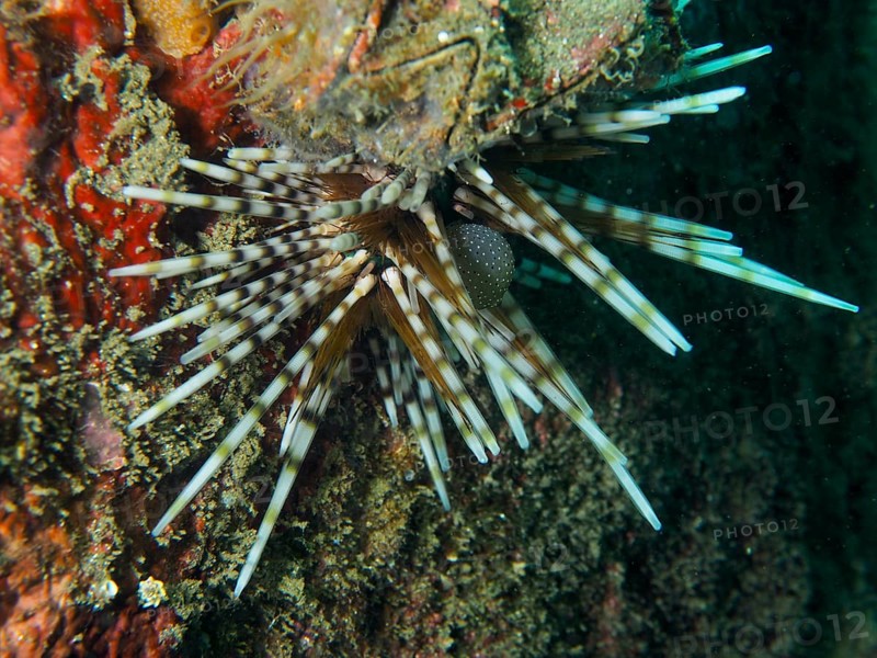 Sea urchin with striped spines, banded sea urchin (Echinothrix calamaris), on a reef wall, dive site Secret Bay, Gilimanuk, Bali, Indonesia