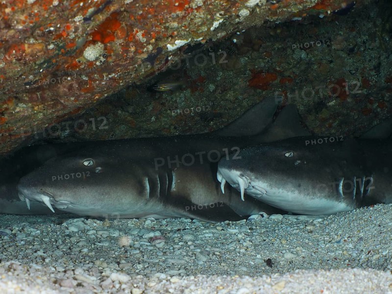 Two sharks, Brownbanded bamboo shark (Chiloscyllium punctatum), lying quietly side by side in a dark underwater cave, dive site SD, Nusa Ceningan, Nusa Penida, Bali, Indonesia