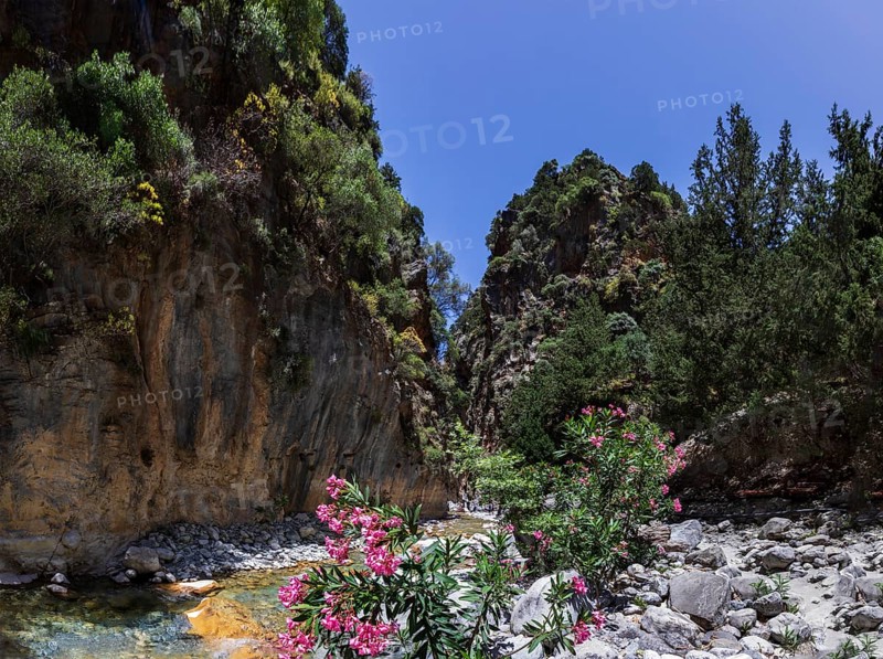 Oleander bush on the hiking trail through the Samaria Gorge, south coast, Crete, Greece