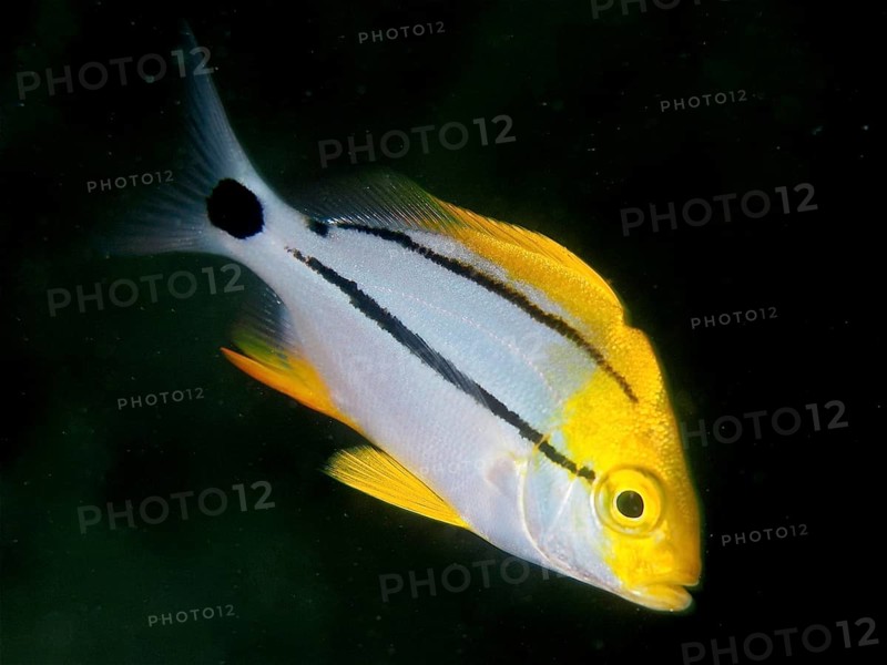Yellow fish with black stripes, pig grunt (Anisotremus virginicus) juvenile, in front of a dark background, dive site Blue Heron Bridge, Phil Foster Park, Riviera Beach, Florida, USA