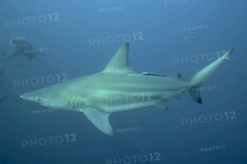 Blacktip shark (Carcharhinus limbatus)