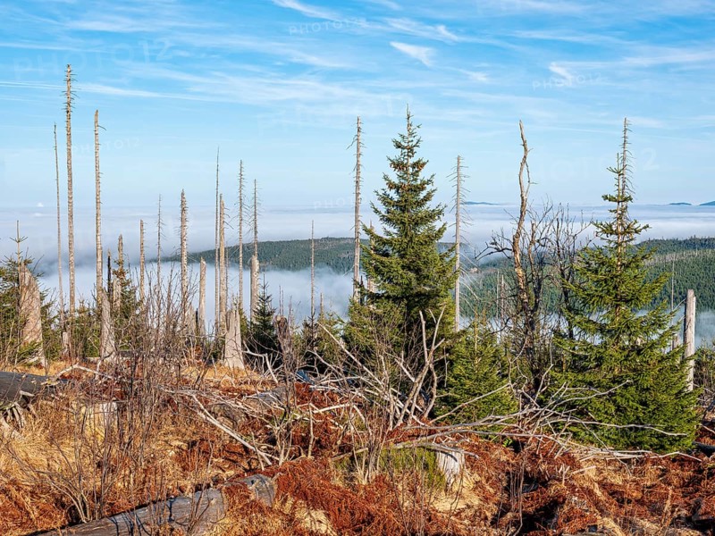Dead forest with natural regeneration on the Dreisesselberg (1333m) on the border with the Czech Republic, Haidmühle, Bavarian Forest, Lower Bavaria, Bavaria, Germany