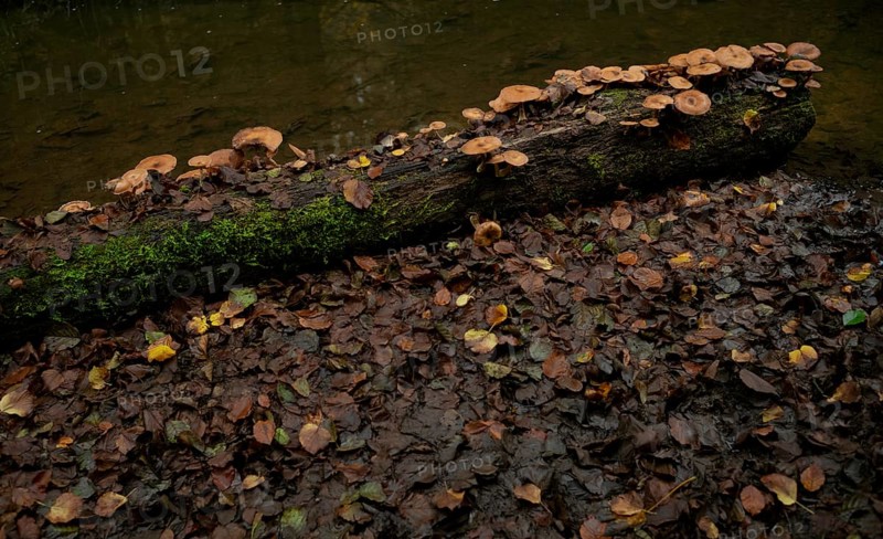 Fungal infestation, tree trunk in water, Wieslauf, Wieslaufschlucht, Rudersberg, Swabian Forest, Baden-Württemberg, Germany