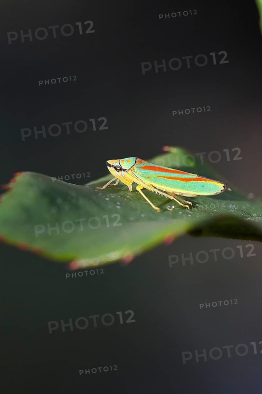 Rhododendron cicada (Graphocephala fennahi) sitting on a leaf of a rhododendron (Rhododendron), Wilnsdorf, North Rhine-Westphalia, Germany