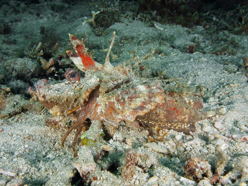 A Spiny Devilfish (Inimicus didactylus) camouflaged in a sandy underwater environment, dive site Pidada, Penyapangan, Bali, Indonesia