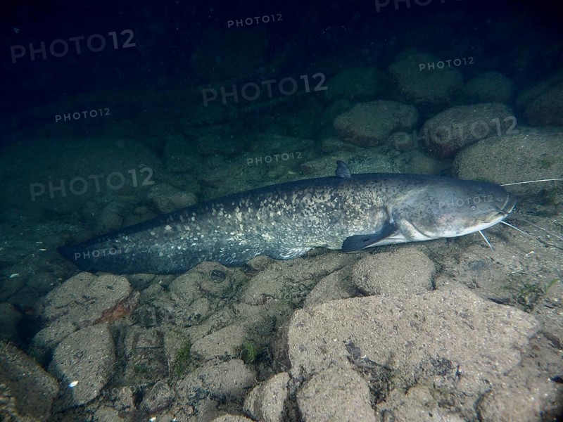 A catfish (Silurus glanis), Waller lies calmly on the stony bottom of the water, dive site Zollbrücke, Rheinau, Canton Zurich, Rhine, High Rhine, Switzerland, Germany
