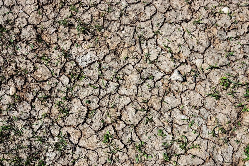 Dried out soil with small green plants, Baden-Württemberg, Germany