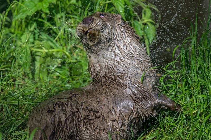 Young otter enjoying a shower, UnterWasserReich, Schrems, Lower Austria, Austria