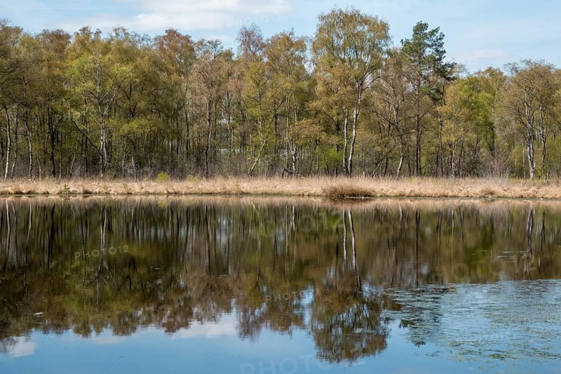 Nature conservation and FFH area, Heideweiher, Heubachniederung, Gescher, Münsterland, North Rhine-Westphalia, Germany