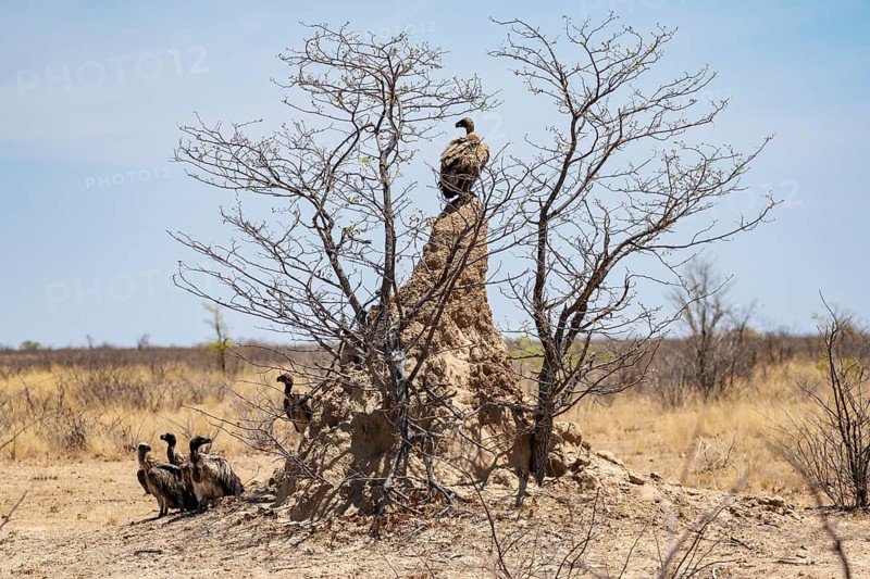 White-backed vulture (Gyps africanus) sitting on a termite mound, Etosha National Park, Namibia