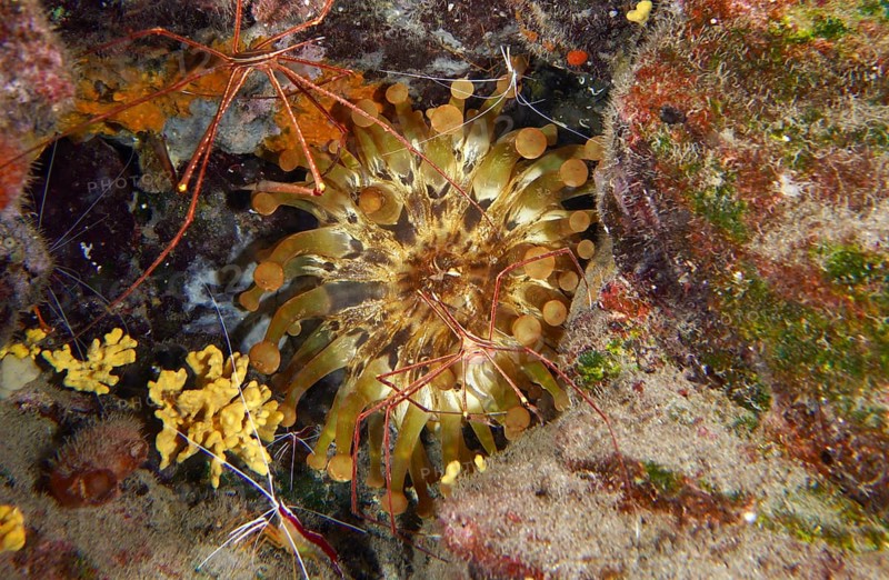 Club anemone (Telmatactis cricoides) with brown and yellow tentacles in a crevice. Dive site Roca Jolia, Las Galletas, Tenerife, Canary Islands, Spain