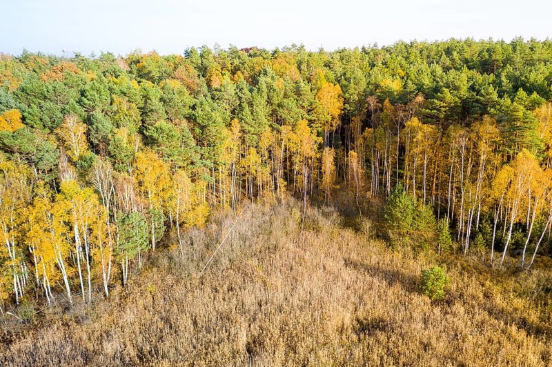 Structure of a mixed forest in autumn with foliage colouring, in the foreground the reed belt of a pond, near the Königsbrücker Heide, Laußnitz, Saxony, Germany