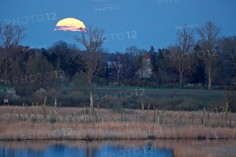 A large full moon stands low on the horizon above a quiet field and trees, view of the Randow loop of the River Peene in the evening light at moonrise, wetland biotope with reed beds, Flusslandschaft Peenetal nature park Park, Mecklenburg-Western Pomerania, Germany