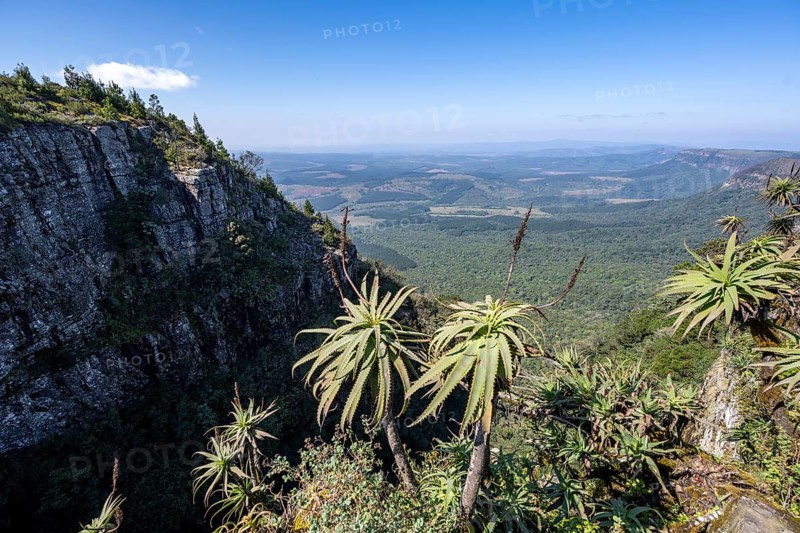 Krantz aloe (Aloe arborescens) growing on rocks, view at God's Window, canyon landscape, near Graskop, Mpumalanga, South Africa