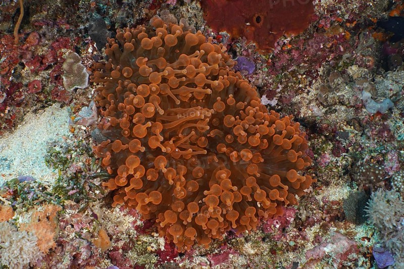Copper anemone (Entacmaea quadricolor) on a coral formation on the seabed, dive site Crystal Bay, Nusa Ceningan, Nusa Penida, Bali, Indonesia