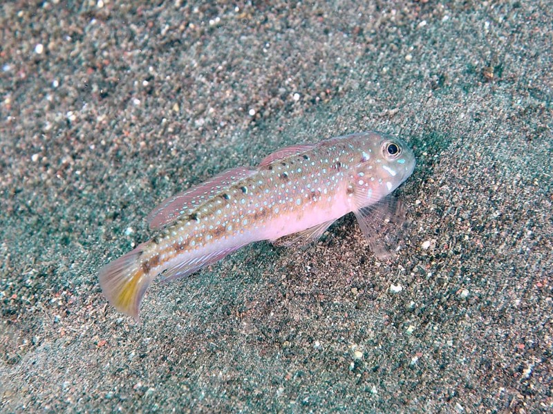 A goby with a blotchy pattern, mourning flag goby (Oplopomus caninoides), hovering over sandy bottom, dive site Puri Jati, Umeanyar, Bali, Indonesia