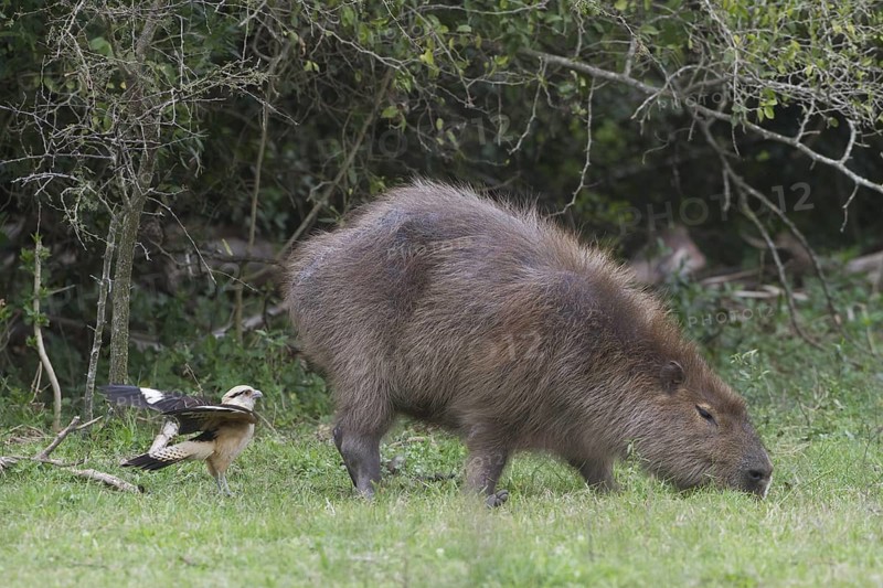 A Yellow-headed Caracara sits on the ground behind a Capybara between feedings from the Capybara's rear end. Location: Ibera Marshes, Argentina
