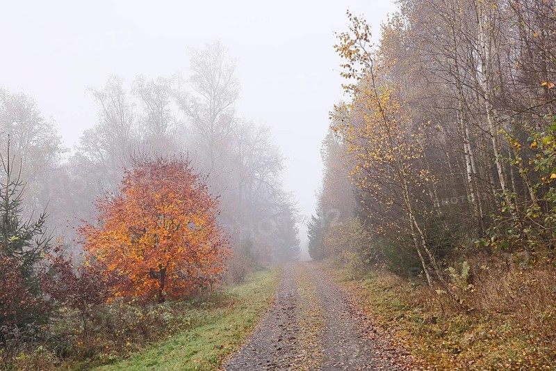 Forest path through an autumn coloured forest in the fog, autumn, autumn leaves, Wilnsdorf, North Rhine-Westphalia, Germany