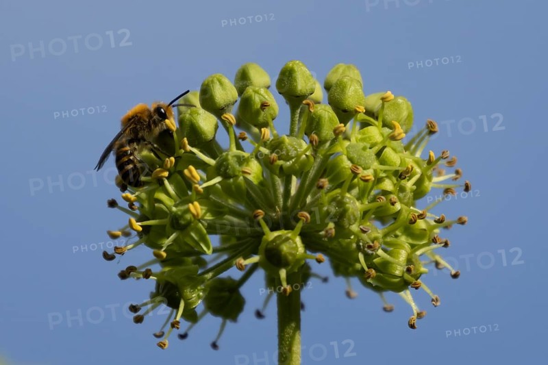Ivy bee (Colletes hederae) adult insect feeding on an ivy plant flowers in the summer, England, United Kingdom