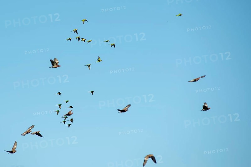 Groups of monk parakeets (Myiopsitta monachus), brown-eared parakeets (Pyrrhura frontalis) and picazuro pigeons (Patagioenas picazuro) in flight, Buenos Aires, Argentina