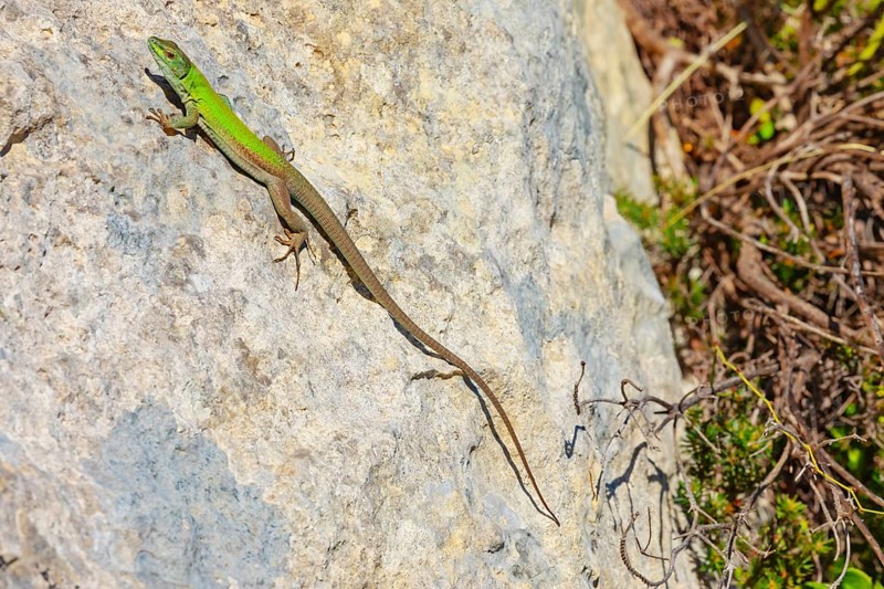 Sicilian wall lizard (Lacerta wagleriana), sitting on a rock, Avola, Noto Valley, Sicily, Italy
