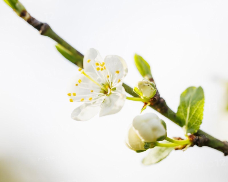 Blossom plum tree, Germany