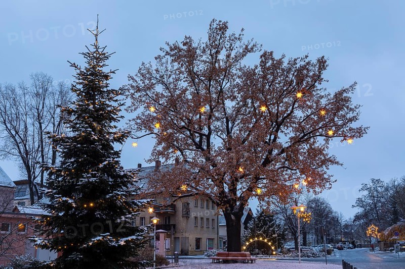 Christmas tree and oak tree on Wettinplatz with Herrnhut stars, Sternenbaum, Coswig, Saxony, Germany