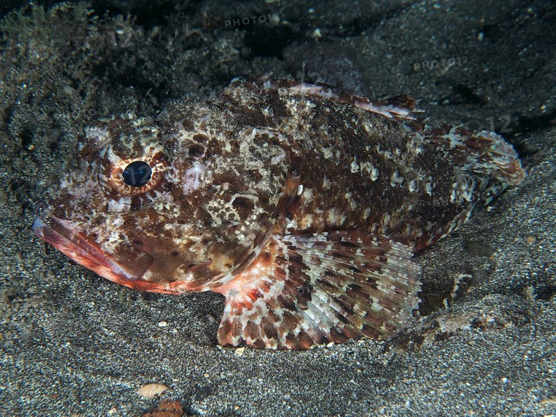 A Black scorpionfish (Scorpaena porcus) on a sandy substrate, Playa dive site, Los Cristianos, Tenerife, Canary Islands, Spain
