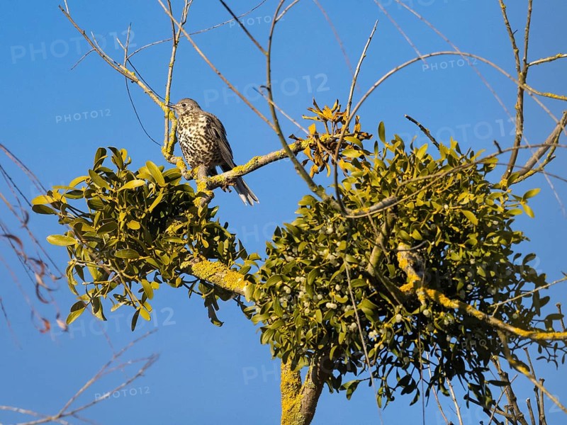Mistle Thrush (Turdus viscivorus), perched on a tree covered with mistletoe plants, protecting its winter supply of berries against other birds, Hesse, Germany
