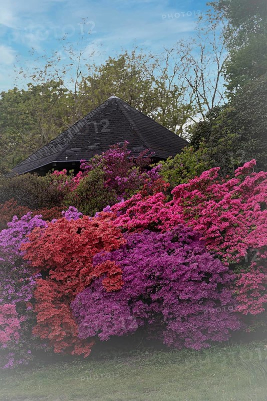 Rhododendron occidentale (Rhododendron occidentale) large shrubs in pink, magenta and purple arranged next to each other, countless flowers, in the background the roof of a wooden pavilion and many green shrubs and trees, blue sky, in the foreground a green meadow, Dortmund, Rombergpark, North Rhine-Westphalia, Germany
