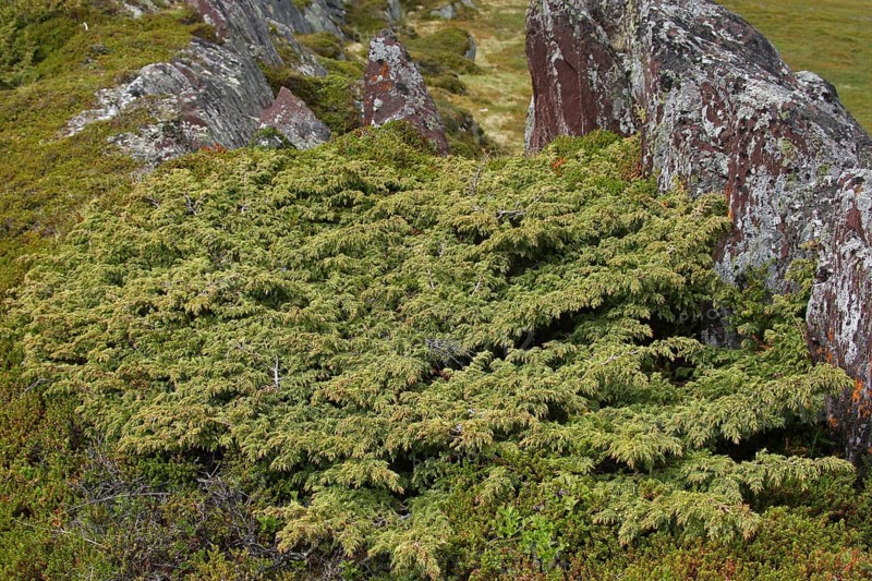 Dwarf juniper (Juniperes sabina) between rocks in the tundra, Lapland, Northern Norway, Norway, Scandinavia