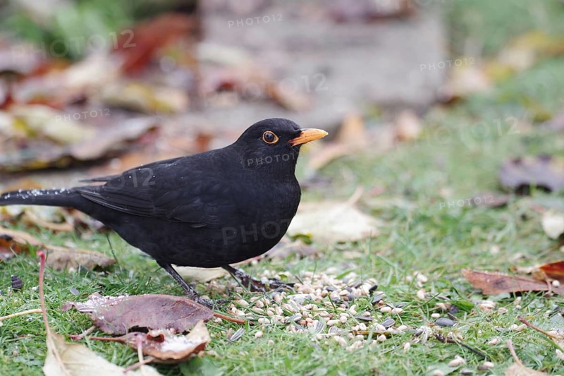Blackbird, male, songbird, bird feeder, garden, autumn, leaves, Bird feeding in the cold season is also important for blackbirds (Turdus merula)
