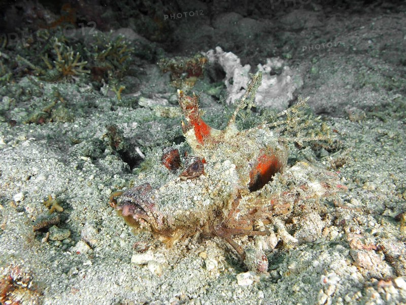 Camouflaged fish, Spiny Devilfish (Inimicus didactylus), resting on sandy seabed with organic fragments, dive site Pidada, Penyapangan, Bali, Indonesia