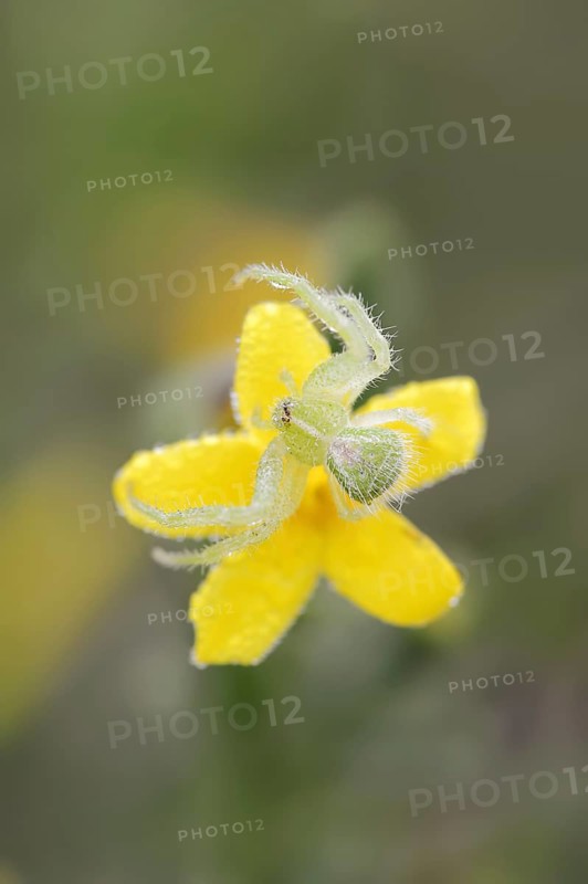 Tirangel crab spider (Heriaeus graminicola), crab spider on a flower of shrubby jasmine (Chrysojasminum fruticans, Jasminum fruticans), Provence, southern France