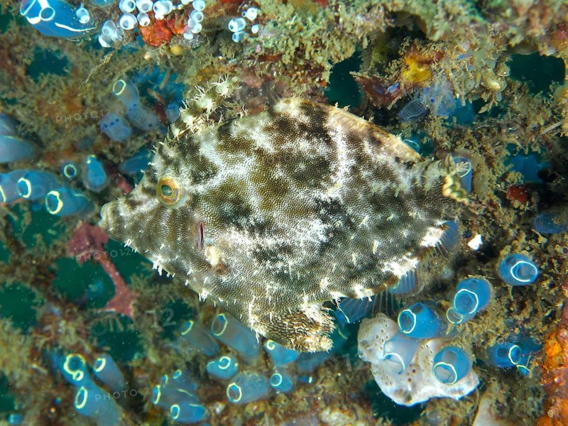 Camouflaged seagrass filefish (Acreichthys tomentosus) moves in a colourful environment with sea squirts, dive site Secret Bay, Gilimanuk, Bali, Indonesia