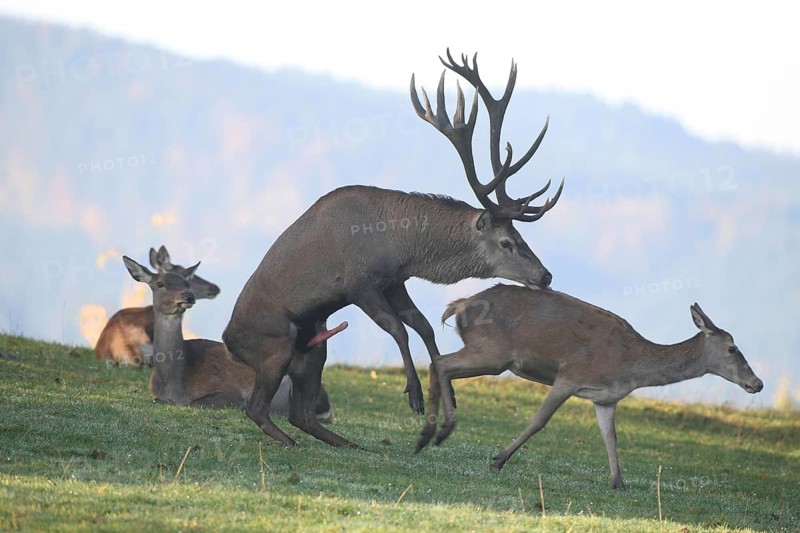 Red deer (Cervus elaphus) stag mounts adult animal during the rut, Allgäu, Bavaria, Germany